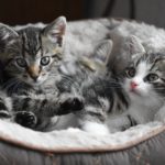 Patisserie Mains de Chatonのホームページを公開しました