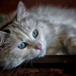 新商品『なめらかプリン』の販売