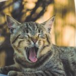 年末年始のお知らせ