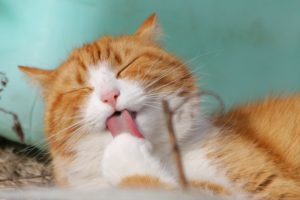 2019年クリスマスケーキの予約受付を終了しました