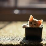 新商品『生ちょこぷりん』の販売