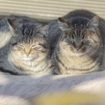 雛祭り期間限定ケーキ『ひなまつり』