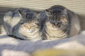 雛祭り期間限定ケーキ『ひなまつり』