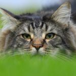 ホワイトデーギフト(3種類)の販売