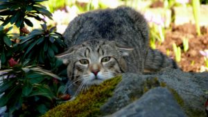 新商品『春』の販売