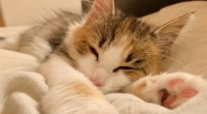 新!春の焼菓子ギフト『桜箱』『うさぎさん』『ねこさん』の販売