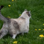 Mains de Chatonにおける新型コロナウイルスの対策について