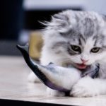 こどもの日『こいのぼりロール』予約受付を開始しました