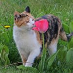 こどもの日『こいのぼりおかしセット』の販売