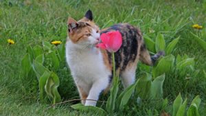 こどもの日『こいのぼりおかしセット』の販売