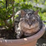 土日限定の季節のタルト『ソレイユ』の販売