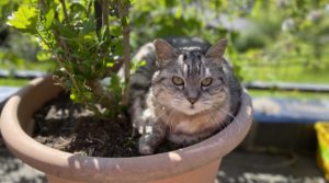 土日限定の季節のタルト『ソレイユ』の販売