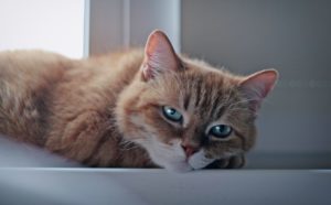 赤い宝石玉のようなさくらんぼ『ジェム·ルージュ』の販売