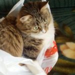 プラスチック製買物袋有料化の開始