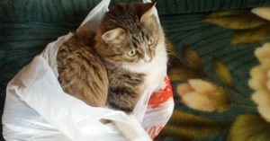 プラスチック製買物袋有料化の開始