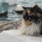 地震による休業のお知らせ