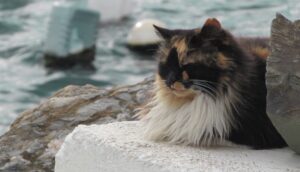 地震による休業のお知らせ