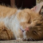 2021年4月のカレンダーを追加しました