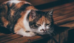 2023年、新年のご挨拶