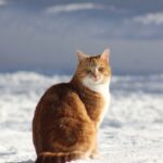 2024年クリスマスケーキ予約受付終了のお知らせ