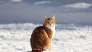 2024年クリスマスケーキ予約受付終了のお知らせ